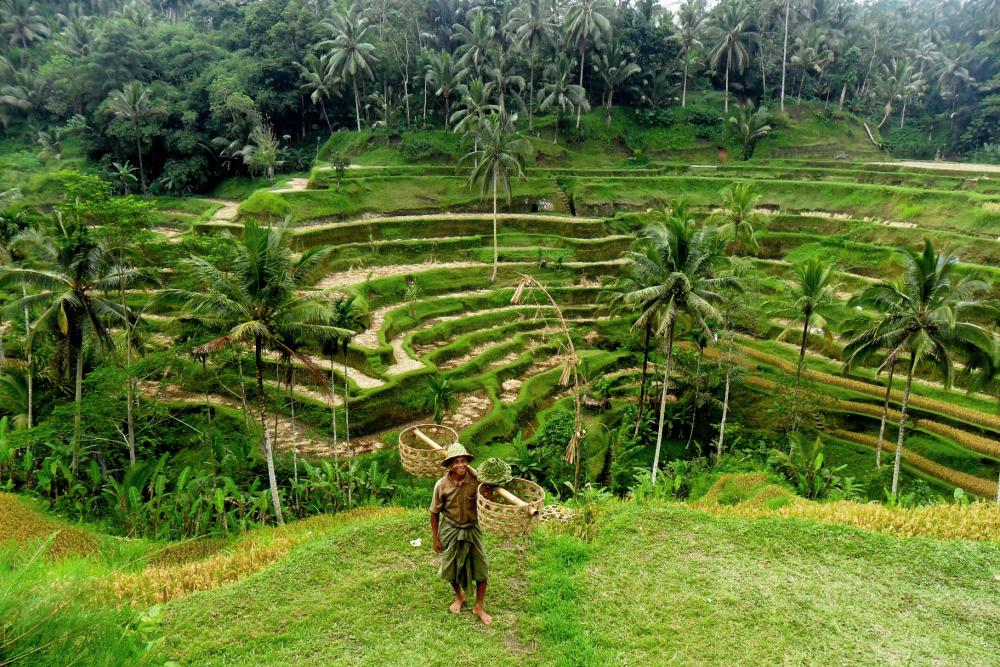 Schöner Ausflug auf Bali: Die Reisfelder bei Ubud