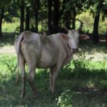 Eine thailändische Kuh