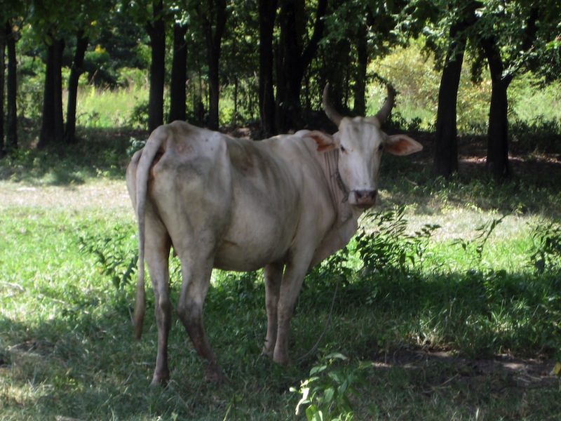 Eine thailändische Kuh