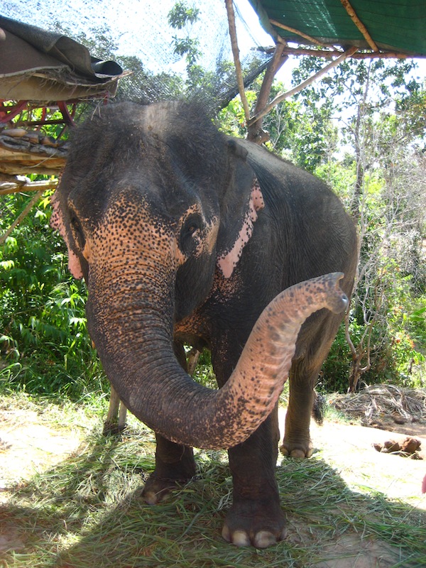 Elefantenreiten kann man an vielen Orten in Thailand