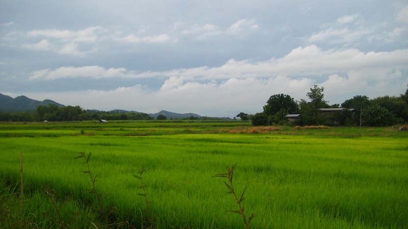 Reisfelder in der Nähe des Sukhothai Historical Parks