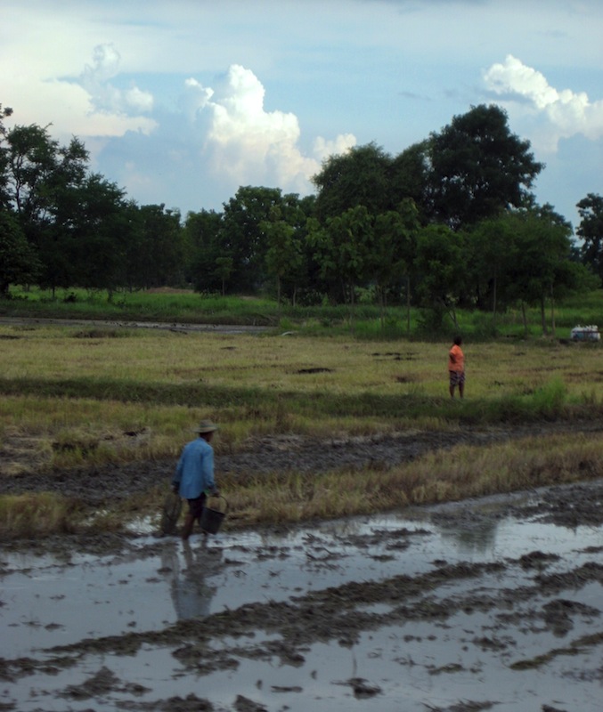 Man sieht viele Reisfelder in Sukhothai