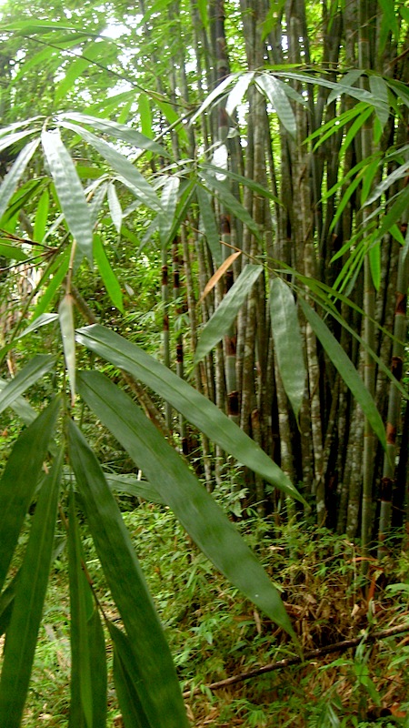 Viel Bambus im Khao Sok Nationalpark