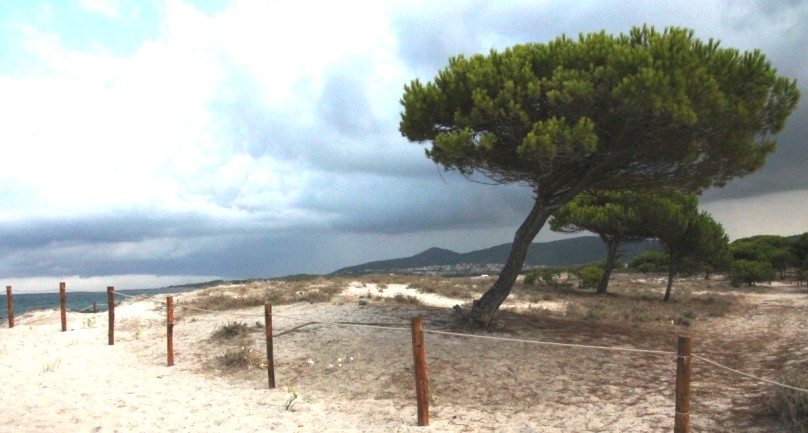 Pinienstrände bei Budoni-Ostküste Sardinien