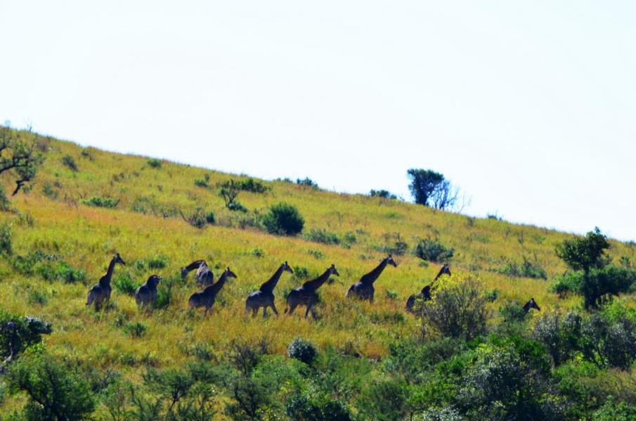 Selbstfahrer Safari im Hluhuluwe Nationalpark, Südarfika-Highlight