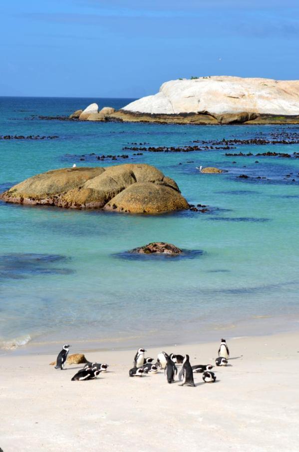 Pinguine in Simons Town: Ein Highlight auf meiner Rundreise durch Südafrika