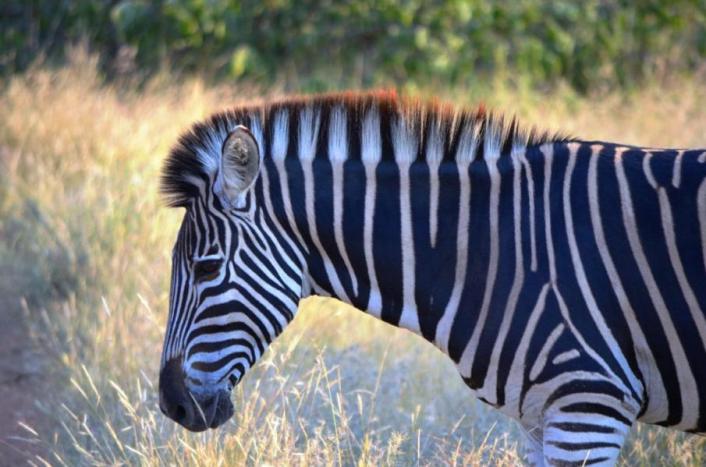 Zebra im Krüger Nationalpark in Südafrika