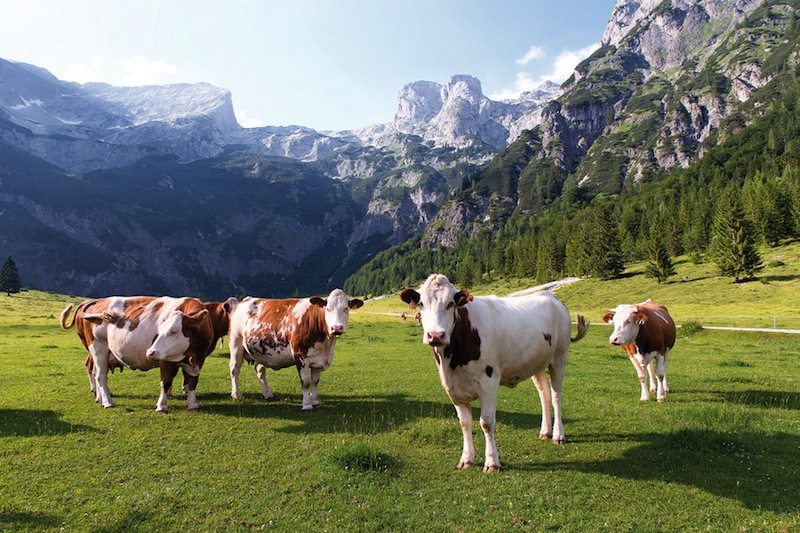 Urlaub in den Bergen und in der Natur: Österreich, Salzburger Land