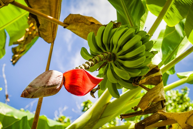 Auf einer Kuba Rundreise entdeckt man viele tropische Früchte zum Essen