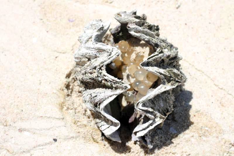 Muscheln am Strand von Sansibar