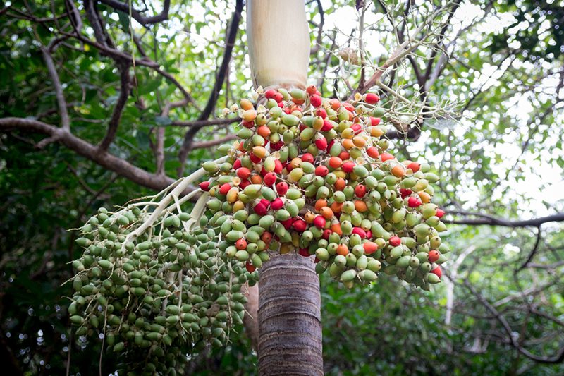 eine palme mit eichenartigen bunten fruechten in tulum
