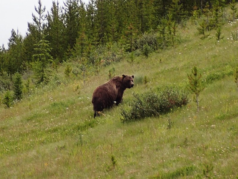 Highlight beim Reisen in West-Kanada: Ein Grizzlybär