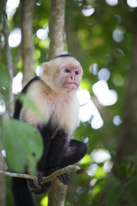 Ticotrotter unterstützt nachhaltiges Reisen in Costa Rica und empfiehlt die Natur zu respektieren