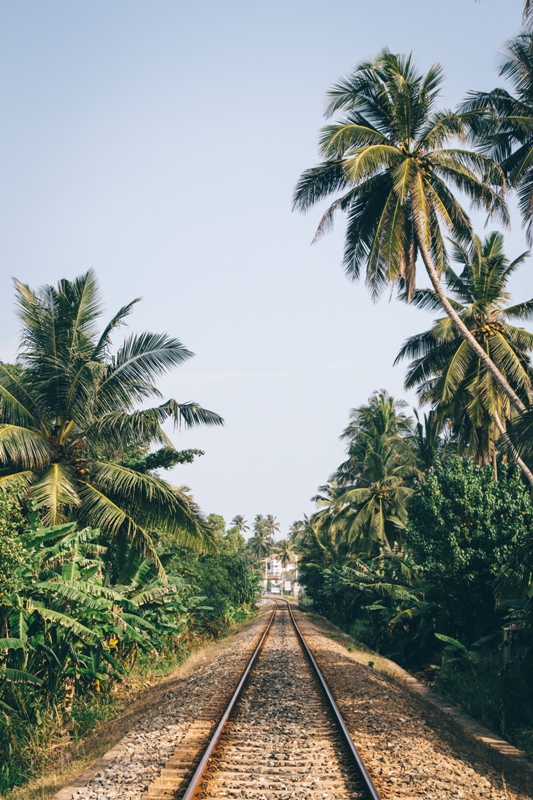 Zugfahren in Sri Lankas Süden ist ein toller Backpacking Tipp - und Palmen gibt es obendrauf