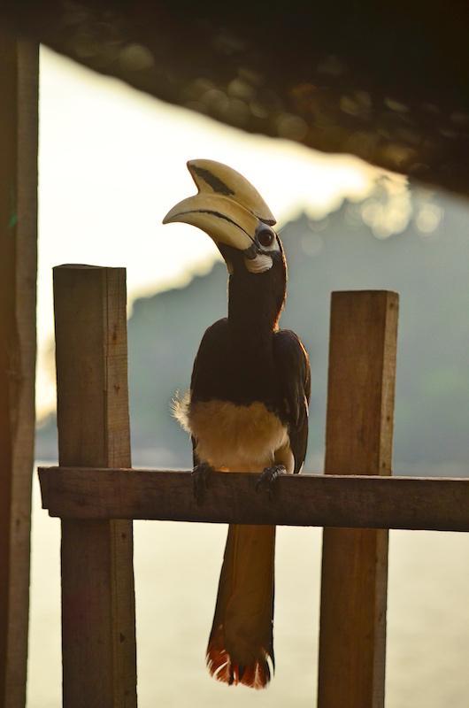 Nashornvogel auf Pangkor, Westküste Malaysia